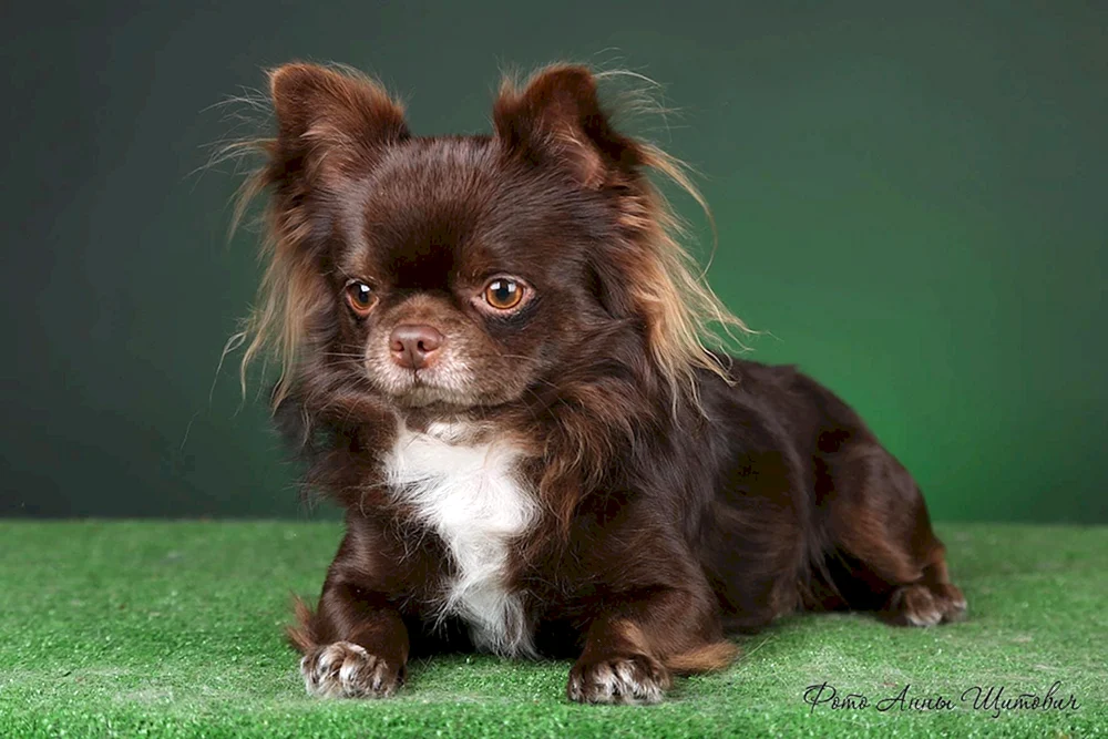 Chihuahua langhaarig schokolade
