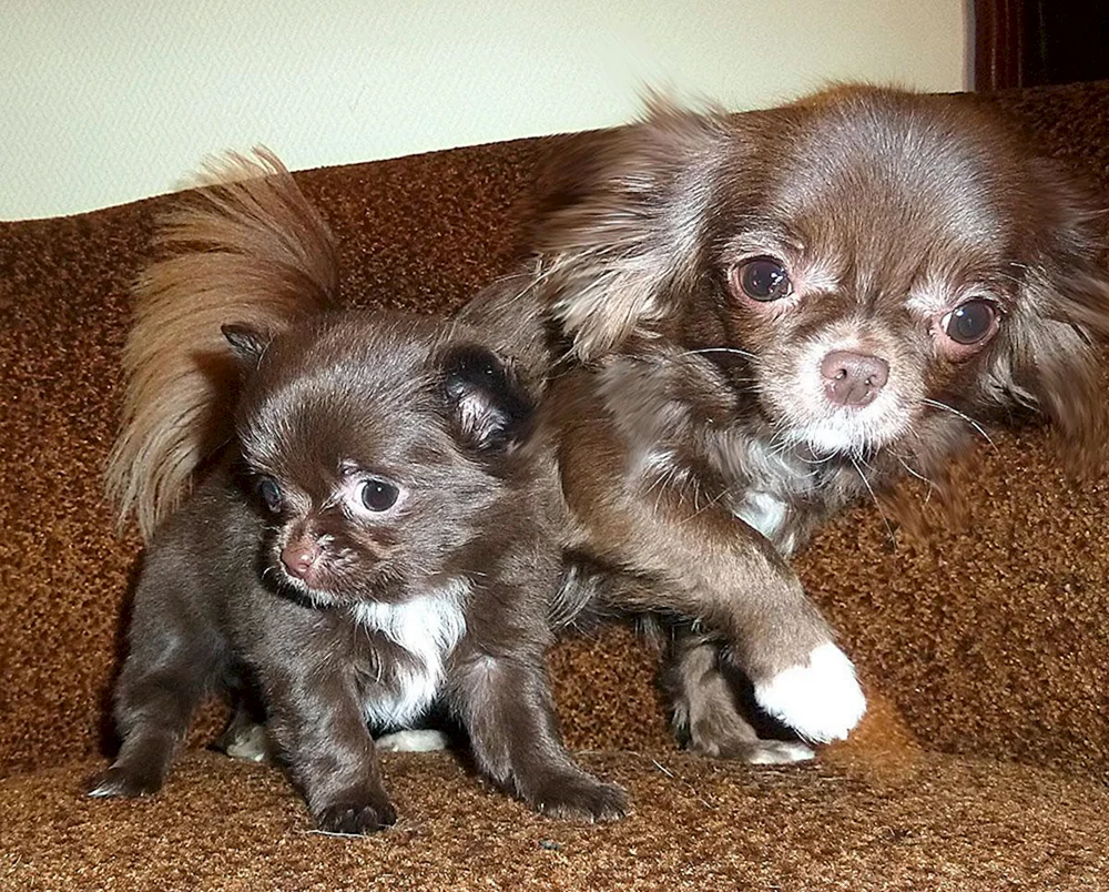 Chihuahua schokoladig gesprenkelt