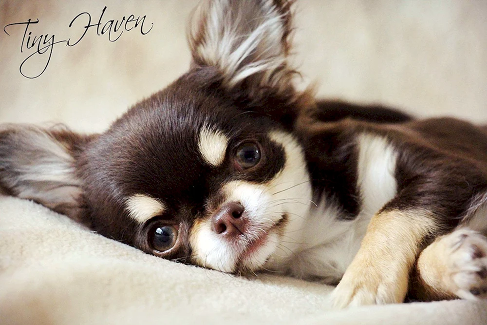Chihuahua cobbies chocolate