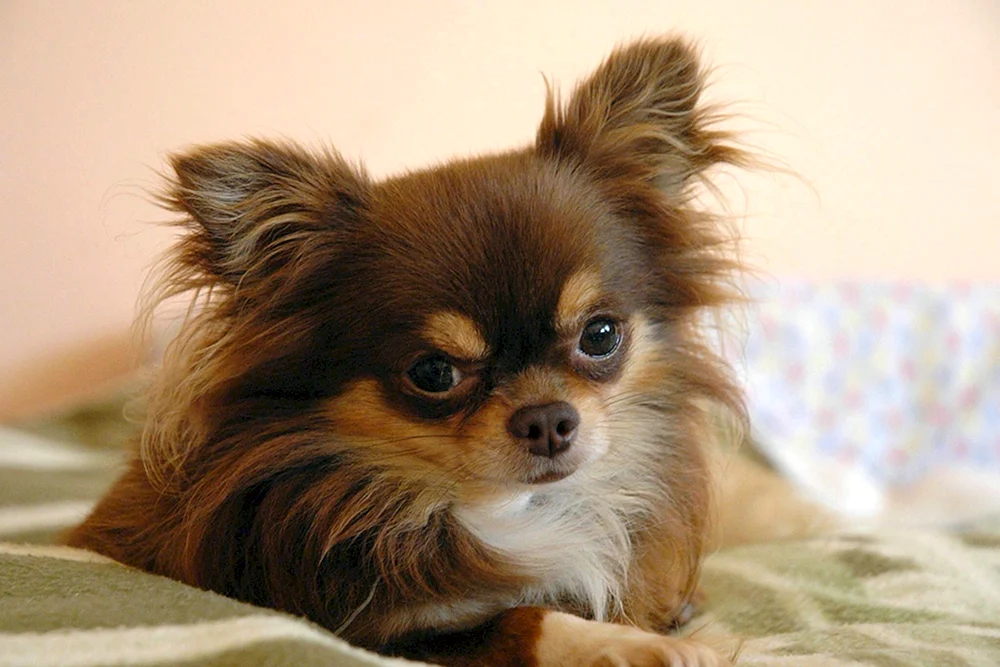 Chihuahua langhaarig Cobi