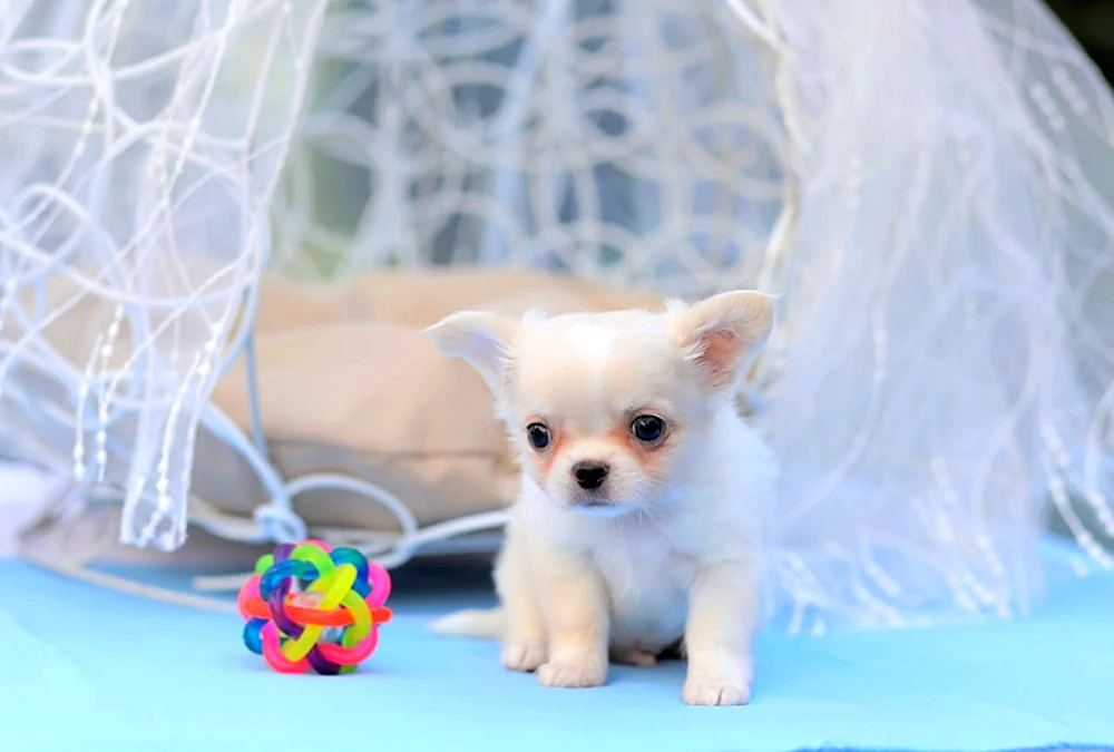Chihuahua langhaarig blau