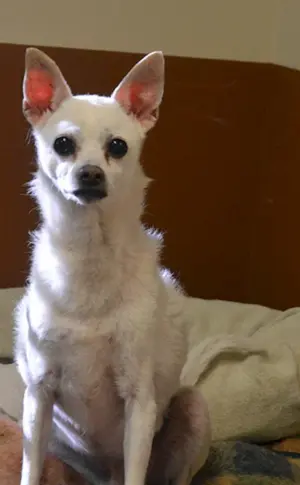 Chihuahua Jack