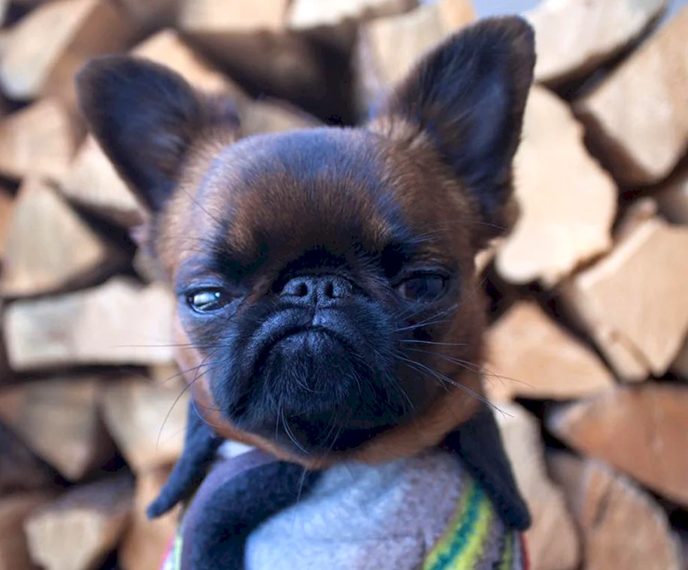 Chihuahua Gizmo Griffon