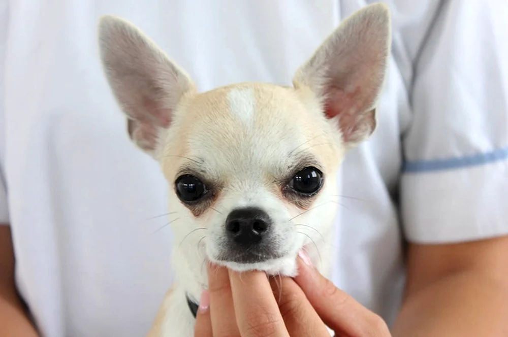 Chihuahua cobby blau