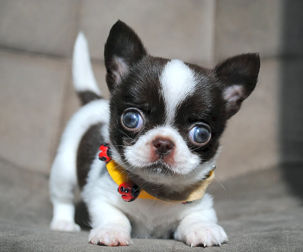 Chihuahua kurz-haarig