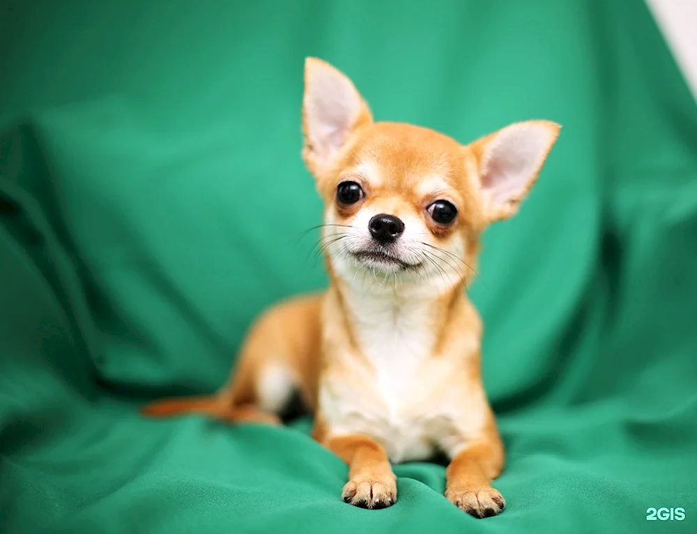 Chihuahua glatthaarig