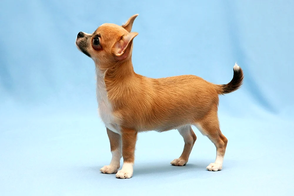 Chihuahua glatthaarig