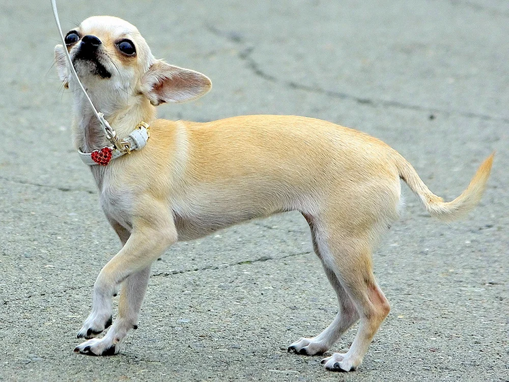 Chihuahua glatthaarig