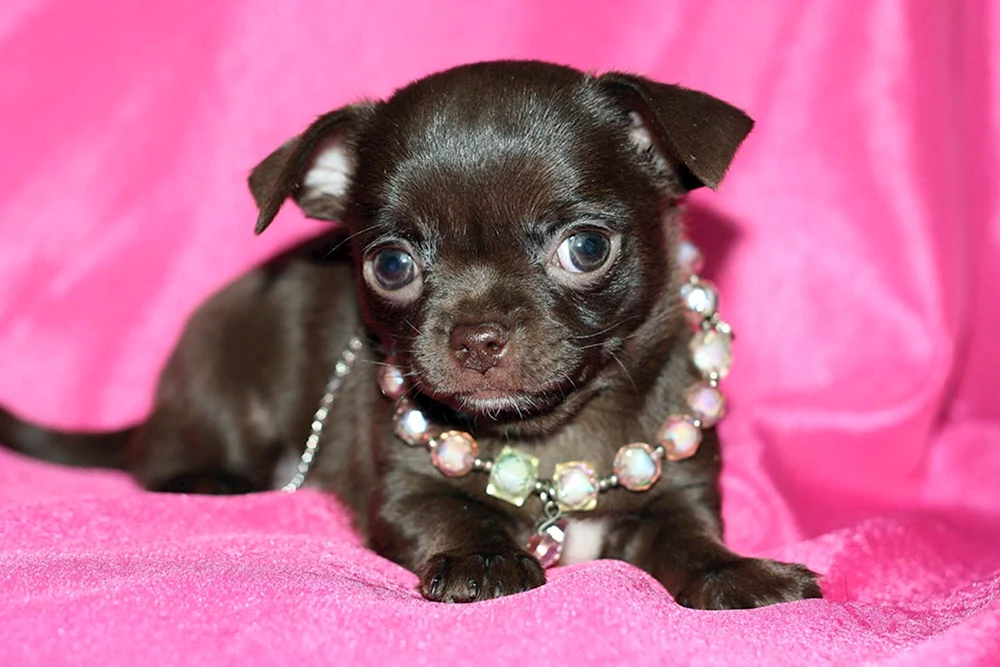 Chihuahua langhaarig schokoladig