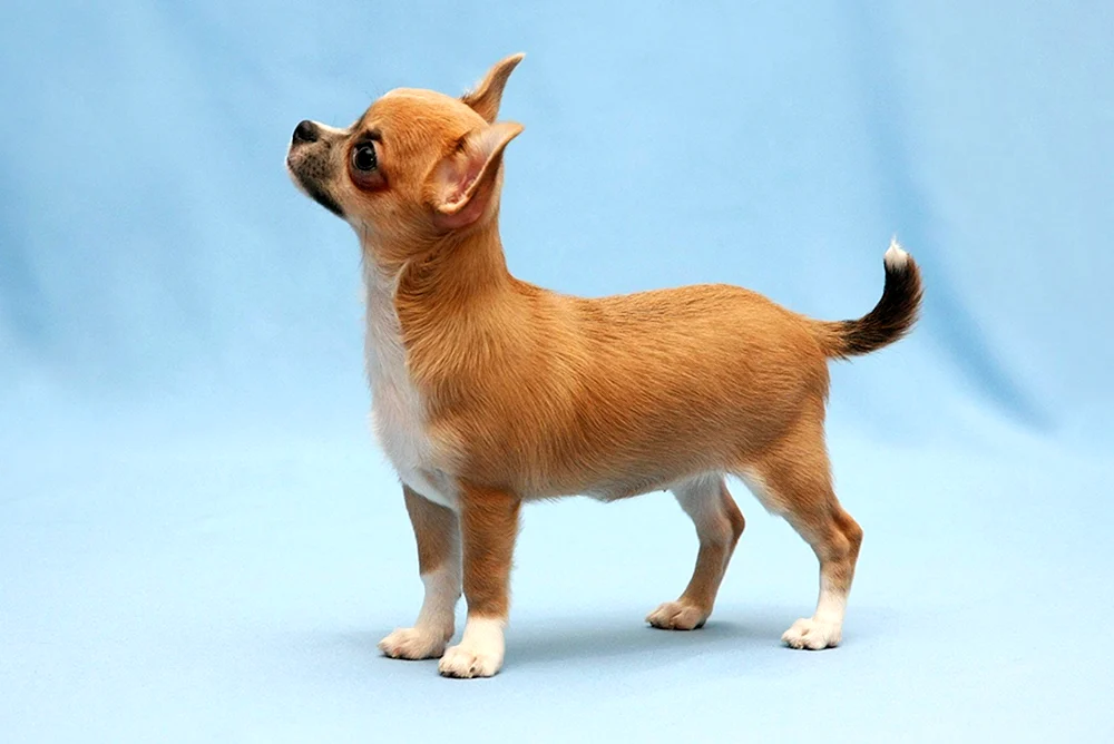 Chihuahua Kurzhaar