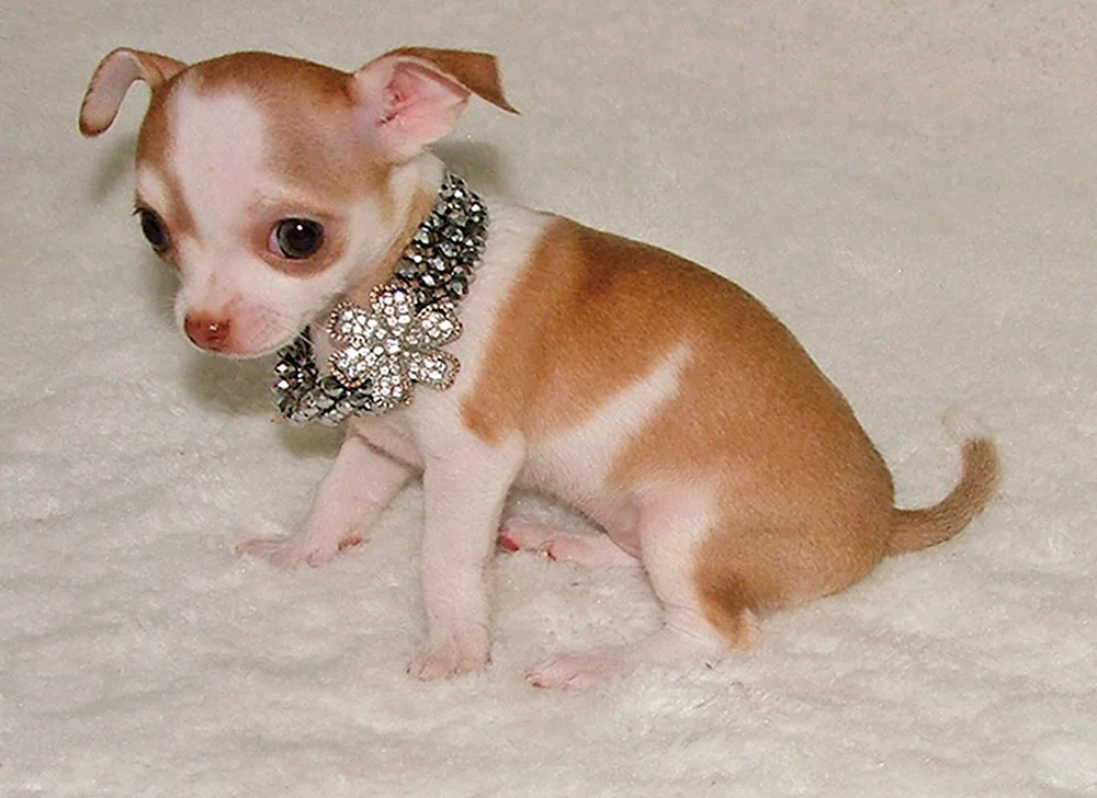 Chihuahua glatthaarig peach