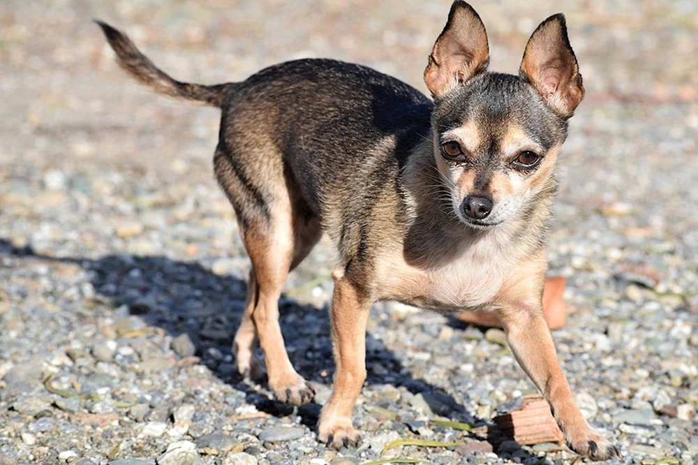Chinese Crested Chihuahua-Mix und ein Yorkie