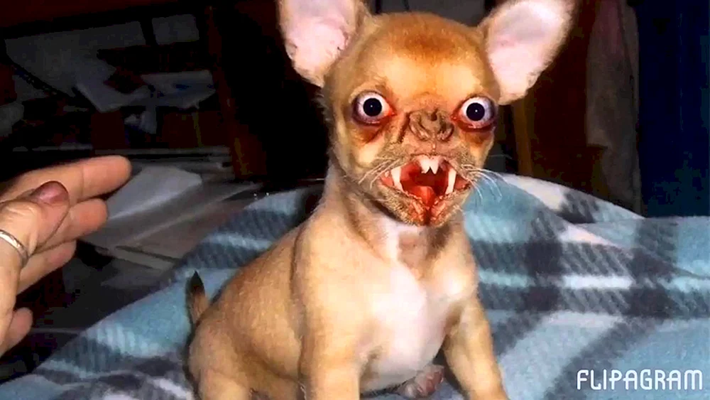 Chihuahua