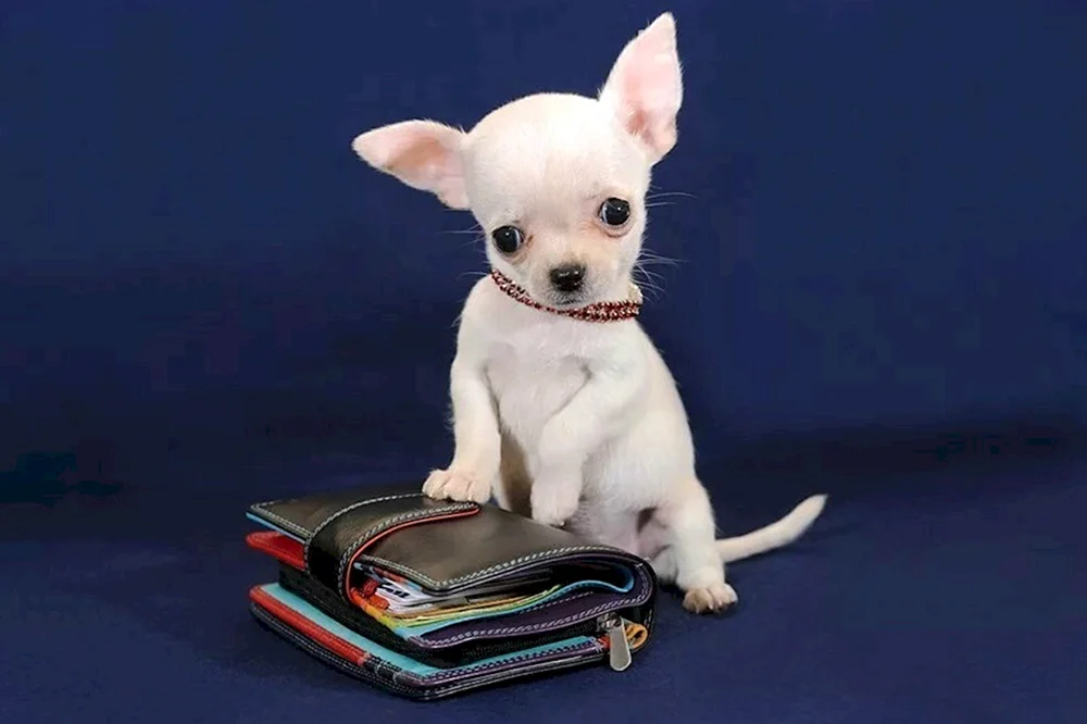 Zwerg Chihuahua