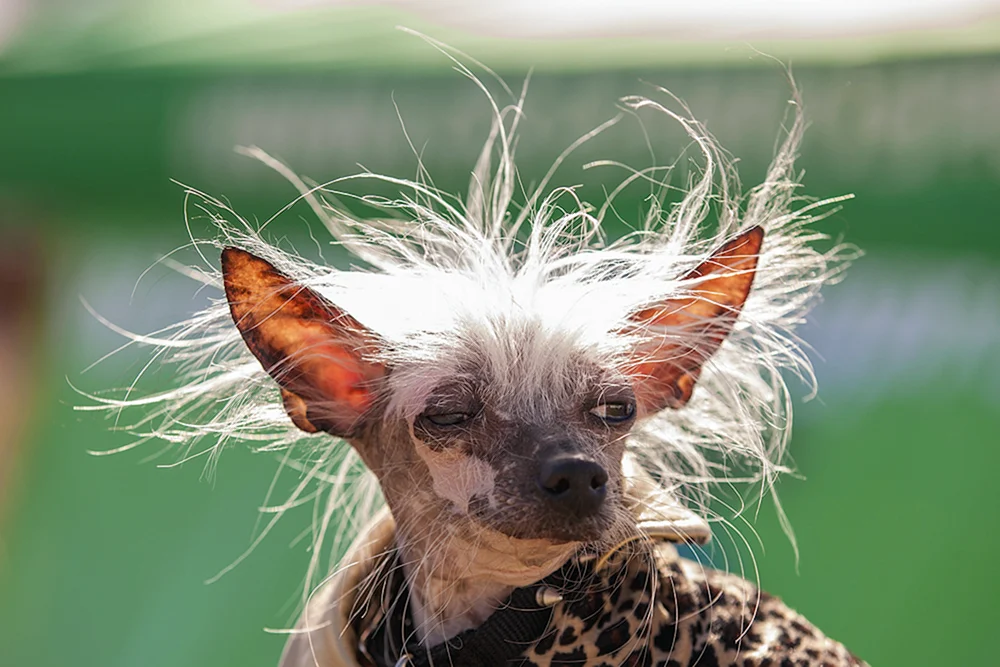Holländischer Schäferhund Quasimodo