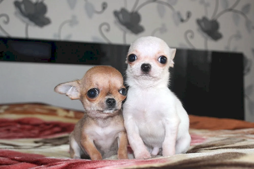 Chihuahua Hua Cobbie