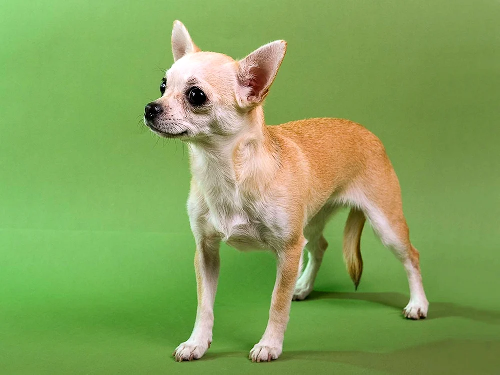 Chihuahua rot glatthaarig