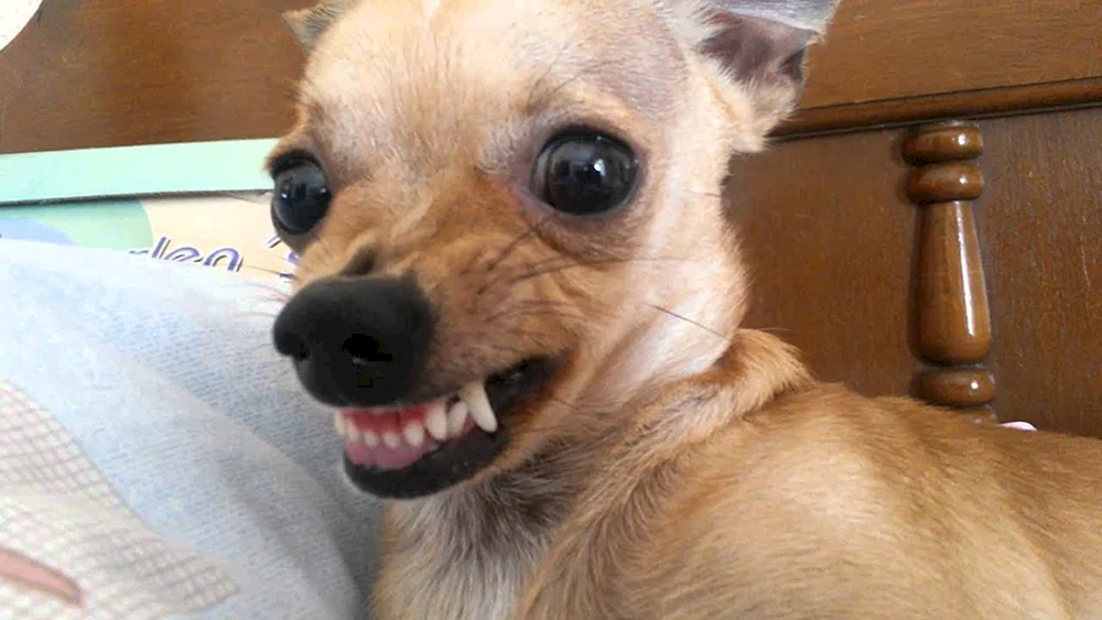 Chihuahua Hua böser Chihuahua Hund