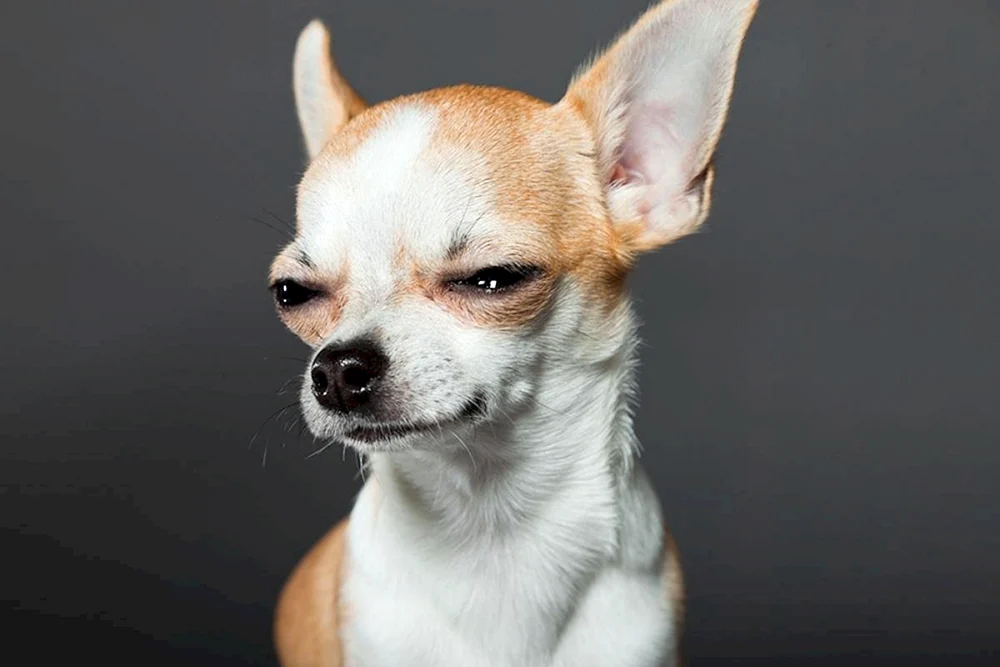 Verdächtiger Hund
