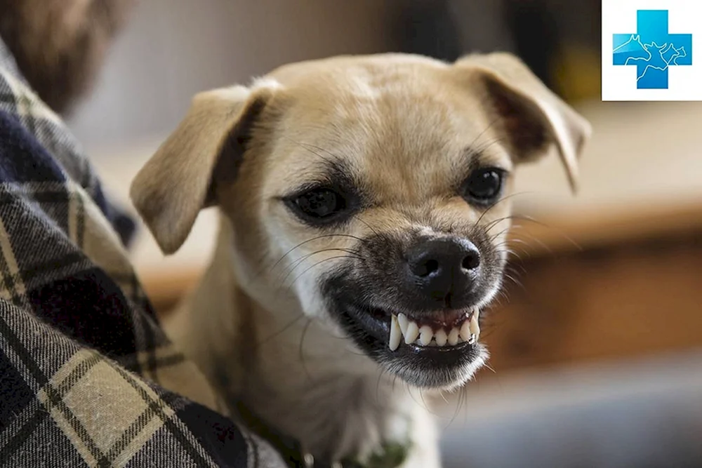 Chihuahua Hua Hua wütend
