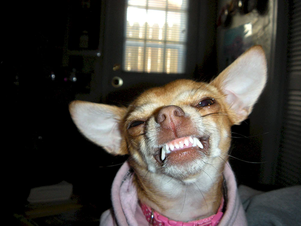 Chihuahua Hua wütend