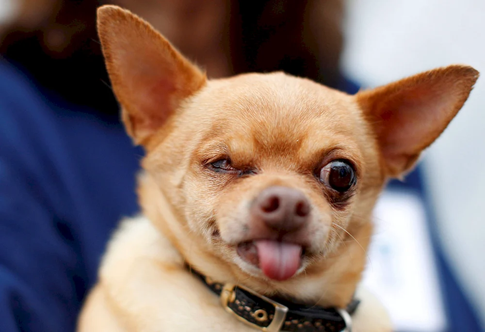 Chihuahua Hua Hua wütend