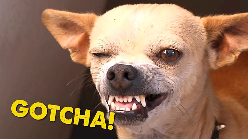 Chihuahua bösartig
