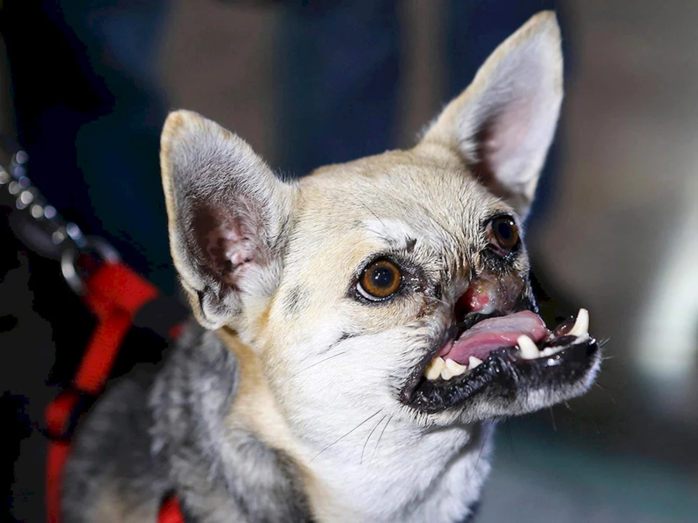 Chihuahua bösartig