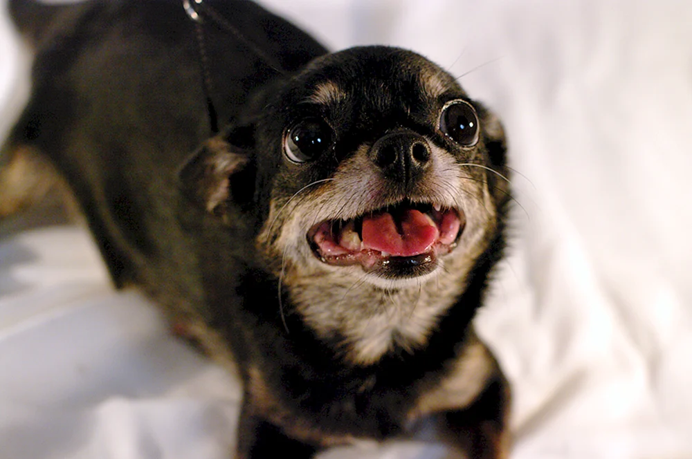 Chihuahua Lenya