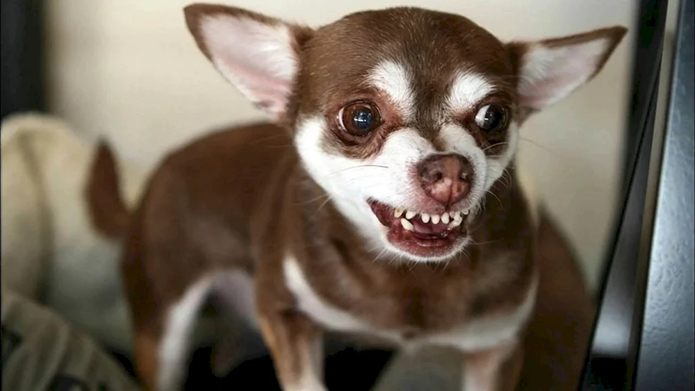 Chihuahua hünenhaft