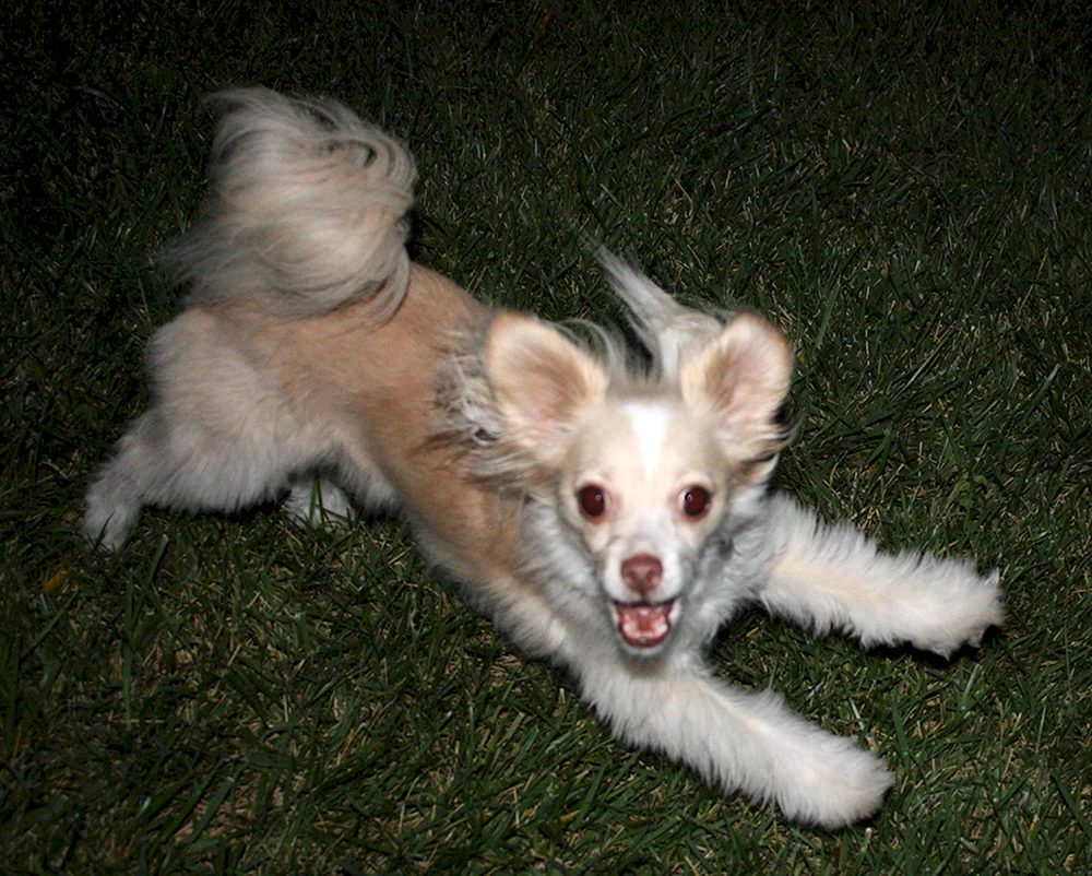 Jack. Russell Terrier mix