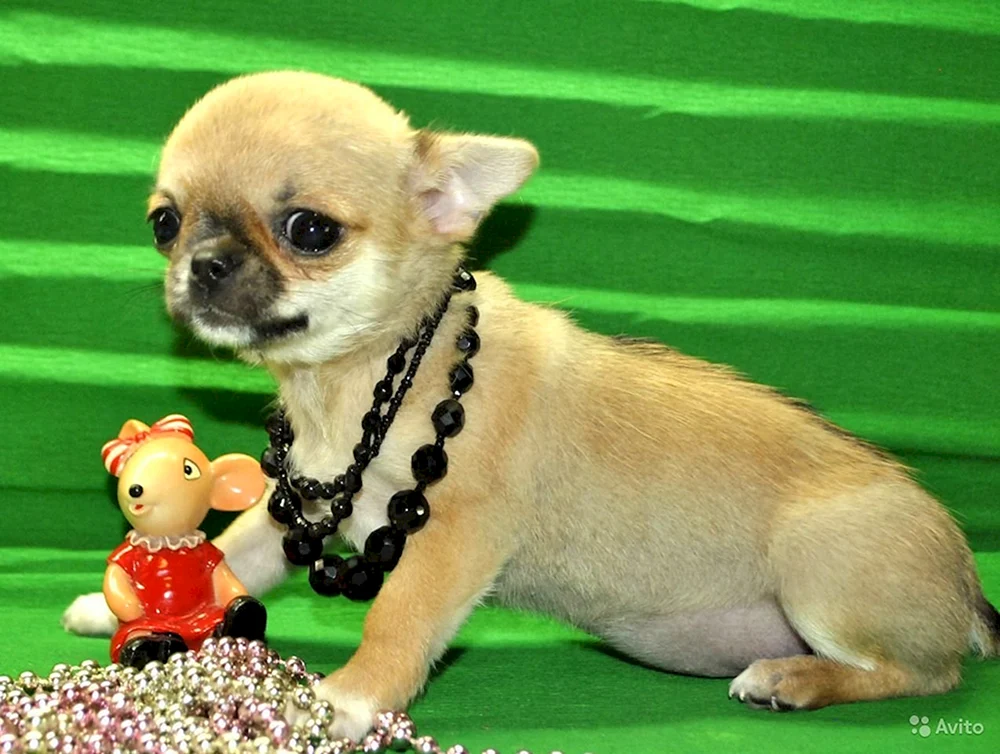 Chihuahua Standard glatt-haarig