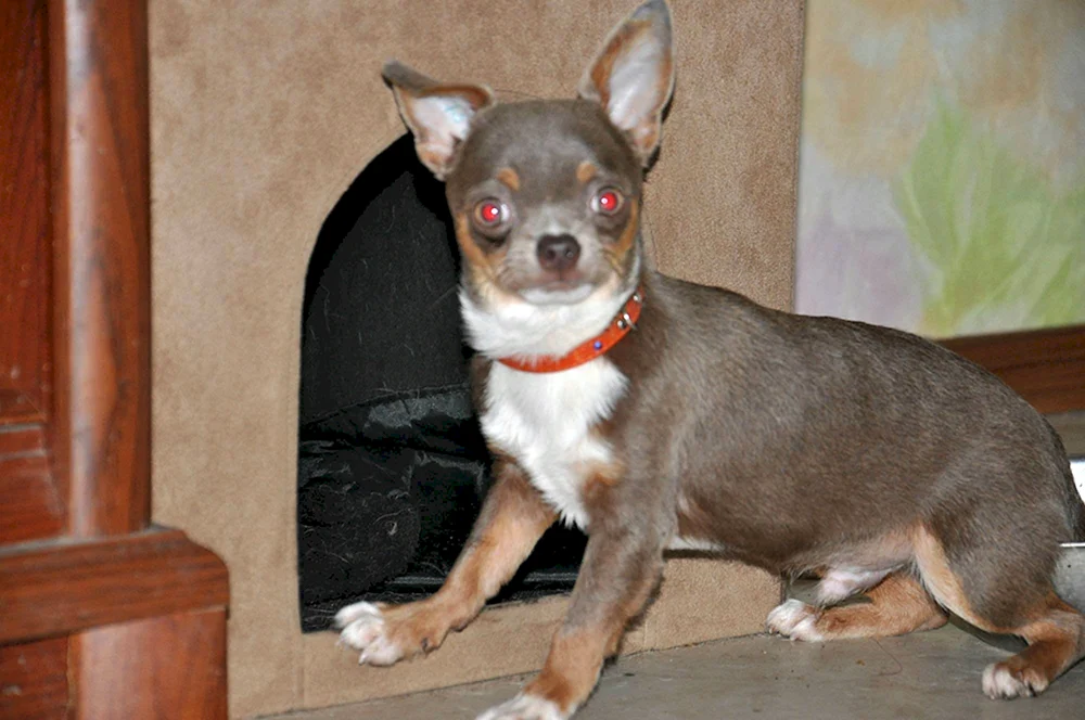 Chihuahua Cobbie