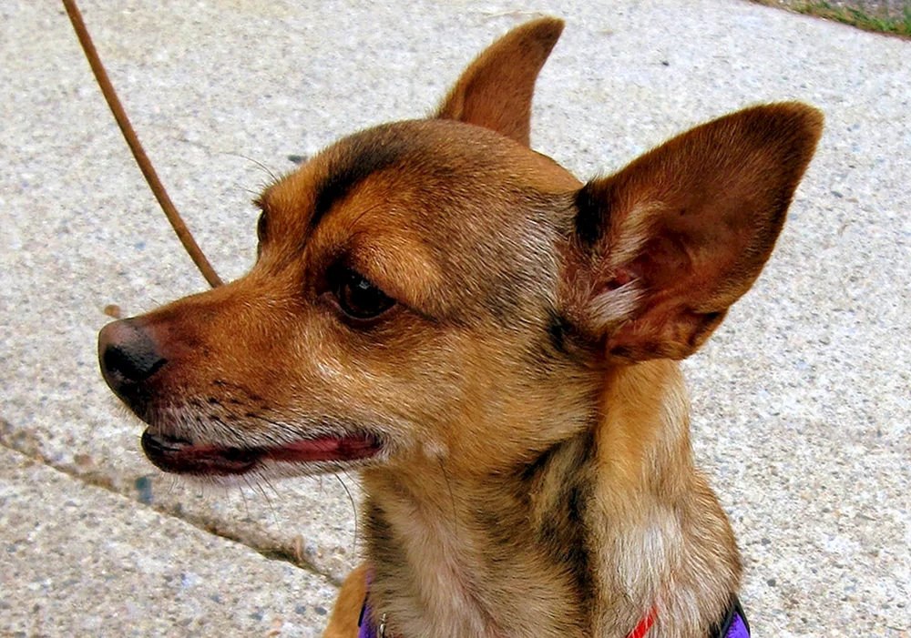 Chihuahua Cobbie
