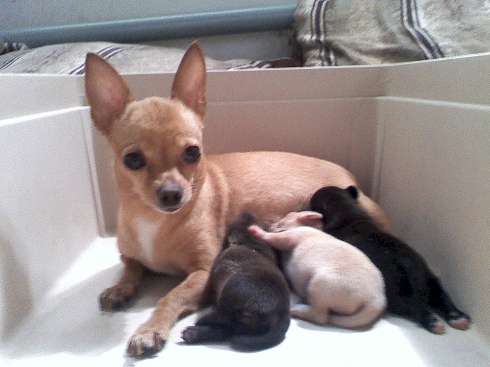 Chihuahua Kobbies