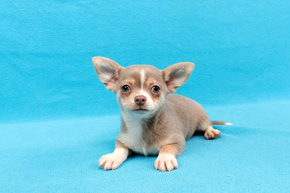 Chihuahua Thai Kobbies