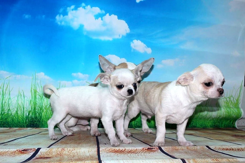 Chihuahua Cobbies blau