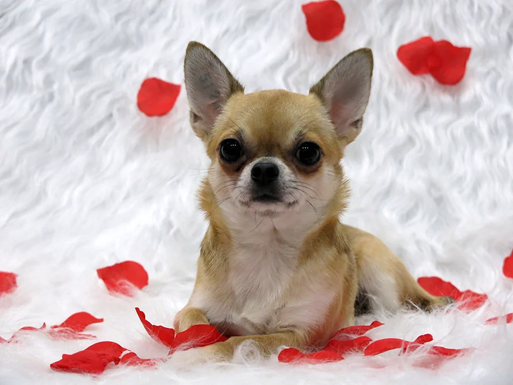 Thai Chihuahua Cobbies