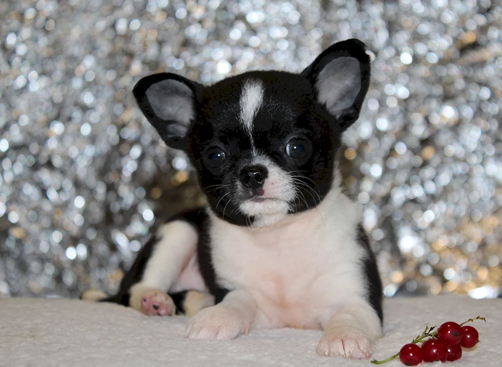 Chihuahua Welpen schwarz