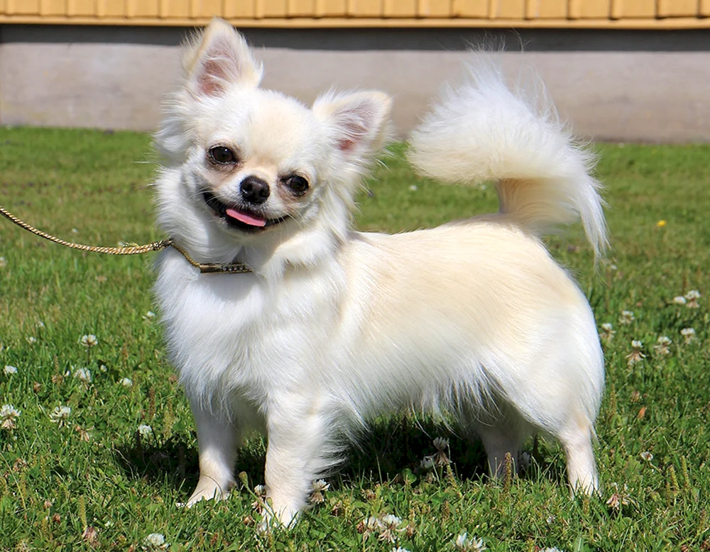 Chihuahua Kobbies langhaarig