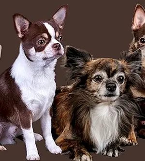 Chihuahua cobby langhaarig