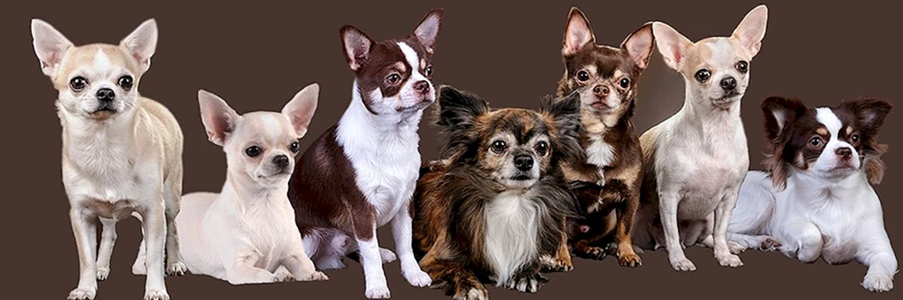 Chihuahua cobby langhaarig