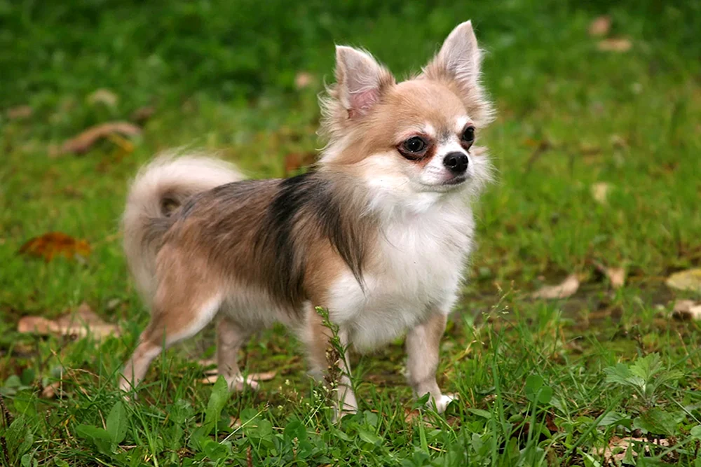 Chihuahua kurzhaarig