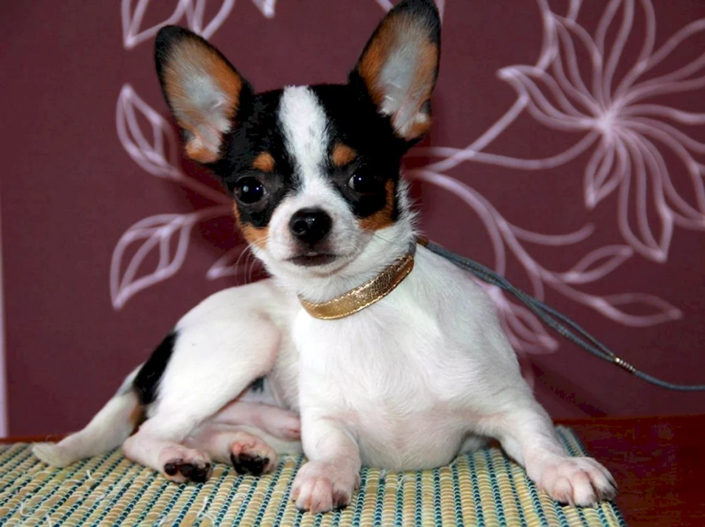Chihuahua kurzhaarig