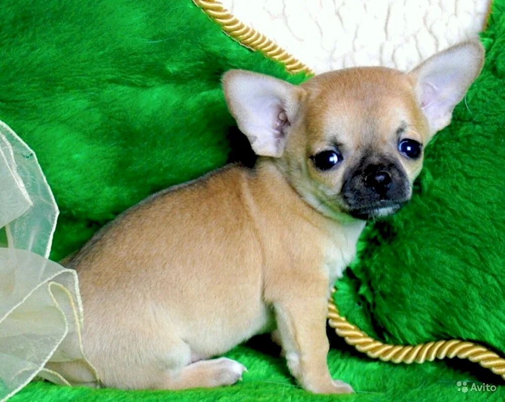 Chihuahua Hund Chihuahua Kobbies langhaarig