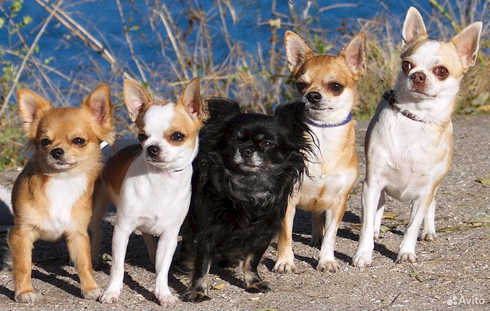 Chihuahua glatt-haarig