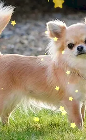 Chihuahua langhaarig Chihuahua Merle langhaarig Chihuahua zobel langhaarig Mexikanischer Chihuahua langhaarig Mexikanischer Chihuahua langhaarig Chihuahua Schusterjungen langhaarig Chihuahua Schusterjungen langhaarig Welpen Chihuahua Schusterjungen langhaarig Rasse Chihuahua langhaarig