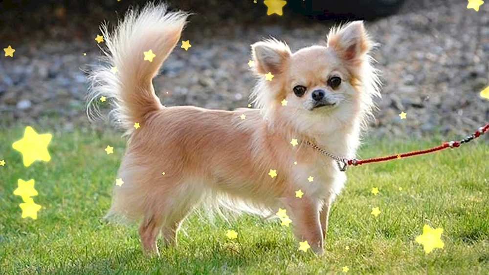 Chihuahua langhaarig Chihuahua Merle langhaarig Chihuahua zobel langhaarig Mexikanischer Chihuahua langhaarig Mexikanischer Chihuahua langhaarig Chihuahua Schusterjungen langhaarig Chihuahua Schusterjungen langhaarig Welpen Chihuahua Schusterjungen langhaarig Rasse Chihuahua langhaarig
