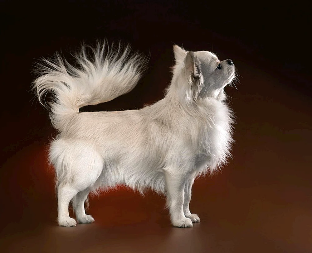 Chihuahua Schusterjungen langhaarig