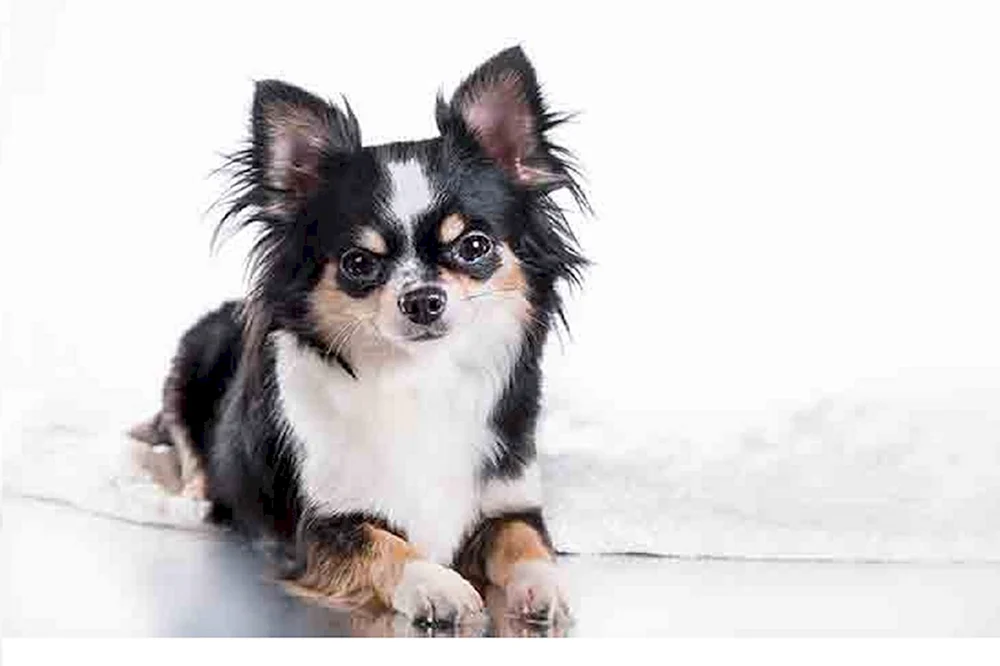 Chihuahua schwarz langhaarig